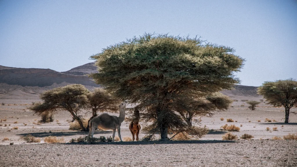 Viaje de 12 días desde Fez